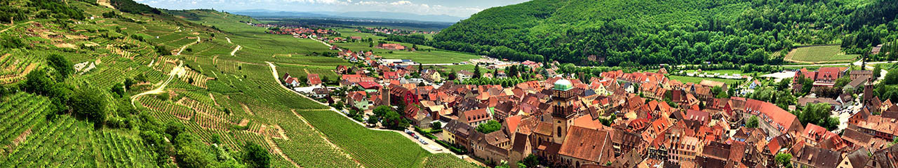 AOC Alsace Muscat Wine: Dry Muscat, Direct from Growers