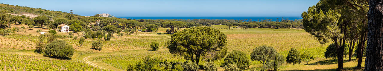 Buy wine AOC Vin de Corse - Figari - Avenue des vins