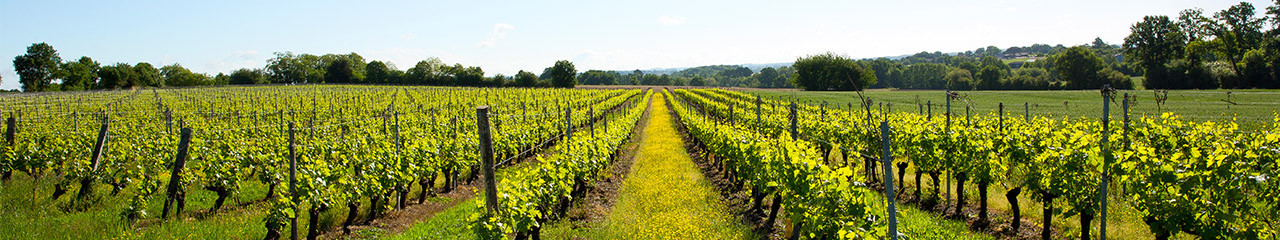 Buy wine Top 10 des vins Bios et Natures - Avenue des vins