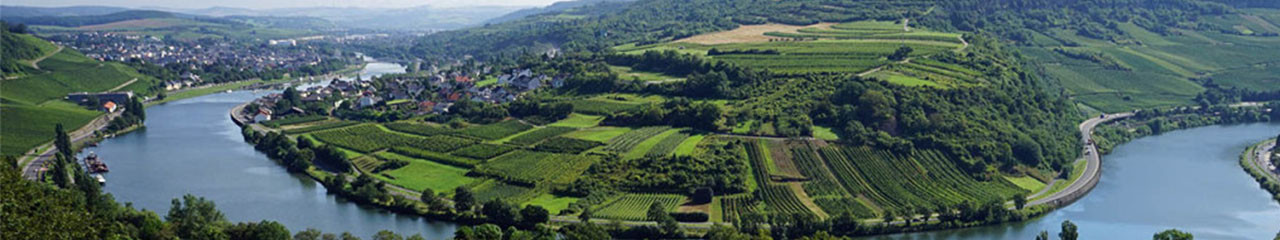 Achat vin AOC Moselle - Avenue des vins