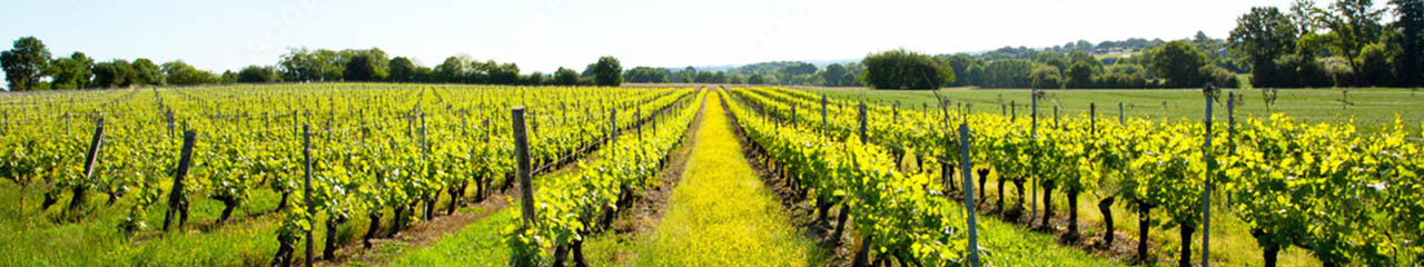 Achat vin Top 15 des vins Bios & Natures - Avenue des vins