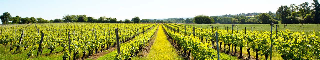 Achat vin Vin Vegan - Avenue des vins