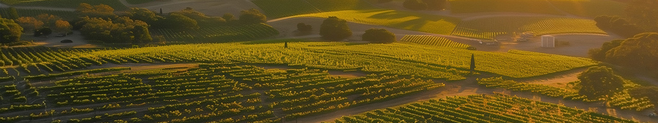 Achat vin Incontournables - Avenue des vins