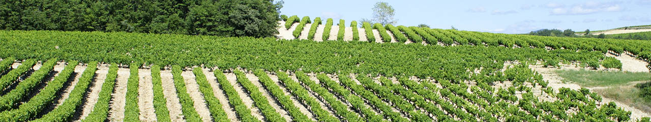 Achat vin Vins Pétillants - Avenue des vins