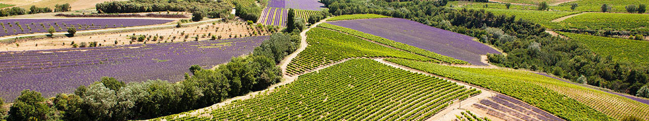 Buy wine Pink Wines - Avenue des vins