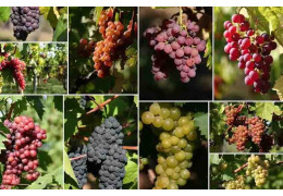VIN : LES 15 CÉPAGES QUE VOUS DEVEZ ABSOLUMENT CONNAÎTRE