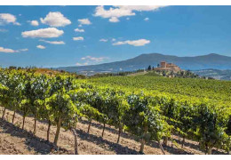 2 ANECDOTES QUE VOUS IGNOREZ PEUT-ÊTRE SUR LE VIGNOBLE DU LANGUEDOC-ROUSSILLON