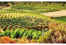 DOMAINE BELLES COURBES : DES VINS DE QUALITÉ À FORTE IDENTITÉ