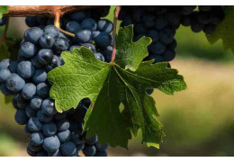 CABERNET SAUVIGNON: ORIGINS AND CHARACTERISTICS OF THIS GRAPE VARIETY