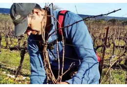 DOMINIQUE CAPELLE, DOMAINE CANTE VIGNE : « JE ME CONSIDÈRE COMME UN VIGNERON-ARTISAN »