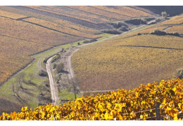 EVERYTHING YOU NEED TO KNOW ABOUT PICPOUL DE PINET AOC