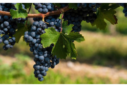 CÉPAGES RÉSISTANTS : DES VINS À DÉCOUVRIR DE TOUTE URGENCE !