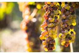 TOUT SAVOIR SUR LA POURRITURE NOBLE DANS LE VIN