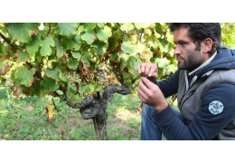 CHÂTEAU HAUT-BERNASSE, ROMAIN CLAVEILLE : JEUNE VIGNERON ICONOCLASTE