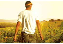 DOCUMENTAIRE VENDANGES : 5 QUESTIONS AU RÉALISATEUR PAUL LACOSTE