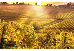 QUELS SONT LES FACTEURS NATURELS QUI INFLUENCENT LE VIN ?