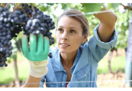 WINEGROWER AND WINEGROWER: DO YOU KNOW THE DIFFERENCE?