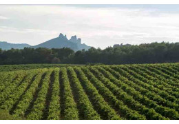 TOUT SAVOIR SUR L’AOC GIGONDAS