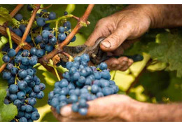 HOW TO CHOOSE AN ORGANIC WINE? THE GUIDE | AVENUE DES VINS