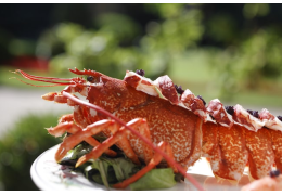 Vin et homard : 2 accords parfaits