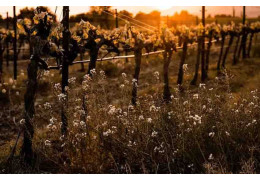HOW IS BIODYNAMIC WINE PRODUCED ?