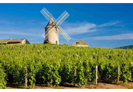 BEAUJOLAIS : 2 ANECDOTES QUE VOUS IGNOREZ PEUT-ÊTRE