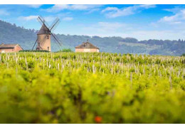 Vins du Beaujolais : Ce Que Vous Devez Savoir pour Choisir et Déguster