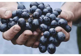 WHAT IS NATURAL WINE?