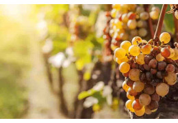 VENDANGES TARDIVES : À QUOI SERVENT-ELLES ?
