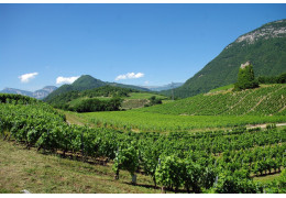 QUE FAUT-IL SAVOIR SUR LES VINS DE SAVOIE ?