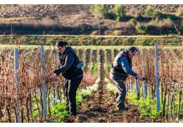 SIEUR D’ARQUES : CRÉATEURS D’EFFERVESCENCE DANS LE LIMOUX
