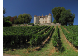 2 HISTOIRES SUR LE VIGNOBLE DU SUD-OUEST QUE VOUS NE CONNAISSEZ PEUT-ÊTRE PAS