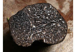 Truffe noire : quels vins choisir ?