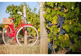 ORGANIC WINE, A GROWING MARKET