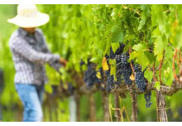 VENDANGES : 3 CHOSES QU'IL FAUT SAVOIR