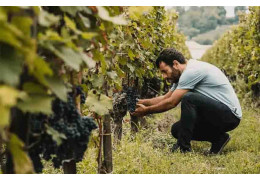 WINE PRODUCTION: WHAT ARE THE CONSTRAINTS INVOLVED IN SWITCHING TO ORGANIC FARMING?