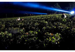 ET SI VOUS TESTIEZ LES VENDANGES DE NUIT À LA MAISON CHAMPAGNE GREMILLET ?