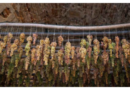 TOUT SAVOIR SUR LE VIN DE PAILLE