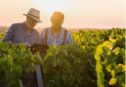 Comment les vignerons s'adaptent aux nouvelles conditions climatiques ?